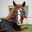 2014.10.11 - HUBERTUS 2014