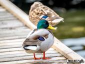 2025.03.31 - WOLSZTYŃSKA PLAŻA