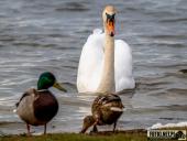 2025.03.31 - WOLSZTYŃSKA PLAŻA