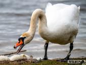 2025.03.31 - WOLSZTYŃSKA PLAŻA