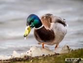 2025.03.31 - WOLSZTYŃSKA PLAŻA