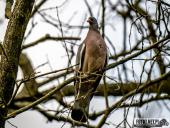 2025.03.31 - WOLSZTYŃSKA PLAŻA