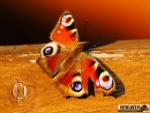 2025.04.05 - SOBOTNI PORANEK