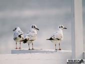 2025.04.05 - SOBOTNI PORANEK