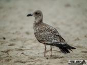 2025.08.26-27 - ZACHÓD I WSCHÓD SŁOŃCA NAD BAŁTYKIEM