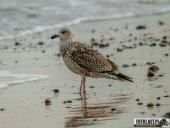 2025.08.26-27 - ZACHÓD I WSCHÓD SŁOŃCA NAD BAŁTYKIEM