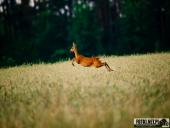 2025.06.15 - OKOLICE OBRY