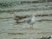 2025.08.26-27 - ZACHÓD I WSCHÓD SŁOŃCA NAD BAŁTYKIEM