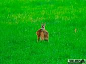 2025.06.15 - OKOLICE OBRY