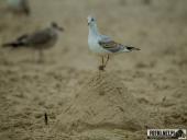 2025.08.26-27 - ZACHÓD I WSCHÓD SŁOŃCA NAD BAŁTYKIEM