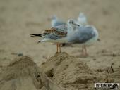 2025.08.26-27 - ZACHÓD I WSCHÓD SŁOŃCA NAD BAŁTYKIEM