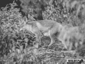 2025.06.26 - SESYJKA LISÓW