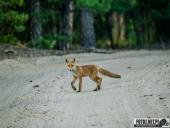 2025.06.26 - SESYJKA LISÓW