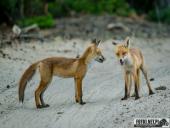 2025.06.26 - SESYJKA LISÓW