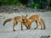 2025.06.26 - SESYJKA LISÓW