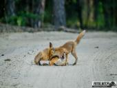 2025.06.26 - SESYJKA LISÓW