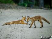 2025.06.26 - SESYJKA LISÓW