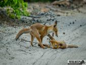 2025.06.26 - SESYJKA LISÓW