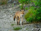 2025.06.26 - SESYJKA LISÓW