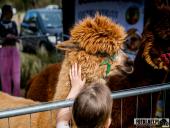 2025.04.13 - BIEG CHARYTATYWNY BIEGIEM PO SPRAWNOŚĆ DLA ELI - cz. 1