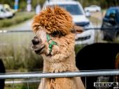 2025.04.13 - BIEG CHARYTATYWNY BIEGIEM PO SPRAWNOŚĆ DLA ELI - cz. 1