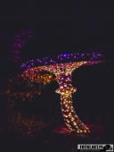 2024.12.29  - LUMINA PARK POZNAŃ