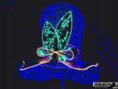 2024.12.29  - LUMINA PARK POZNAŃ