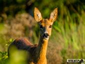 2025.08.12 - WIECZORNA WTORKOWA WIZYTA W LESIE