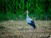 2025.08.12 - WIECZORNA WTORKOWA WIZYTA W LESIE