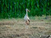 2025.08.12 - WIECZORNA WTORKOWA WIZYTA W LESIE