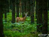 2025.08.12 - WIECZORNA WTORKOWA WIZYTA W LESIE