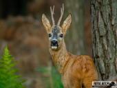 2025.08.12 - WIECZORNA WTORKOWA WIZYTA W LESIE