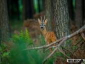 2025.08.12 - WIECZORNA WTORKOWA WIZYTA W LESIE