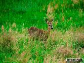 2025.05.31 - KRUTLA I OKOLICE