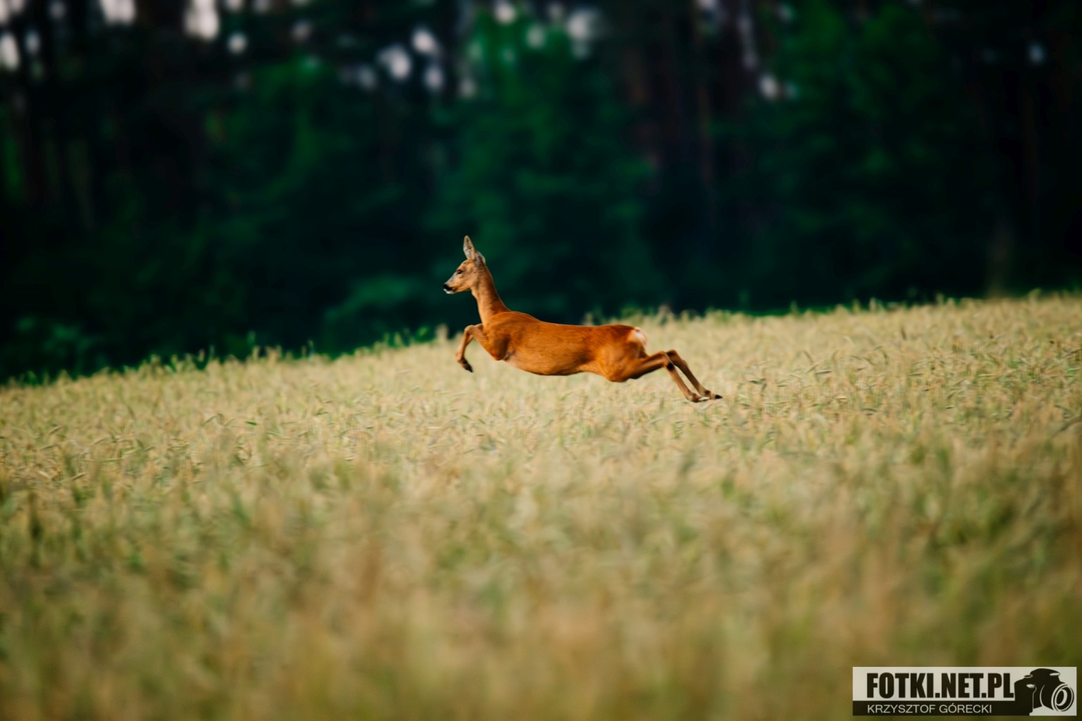 2025.06.15 - OKOLICE OBRY