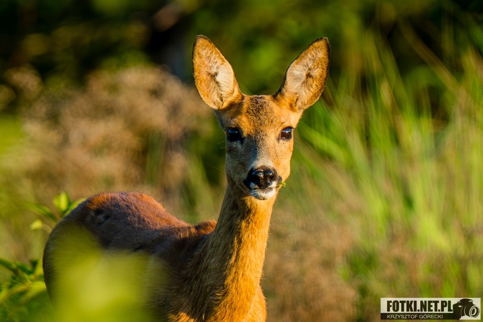 2025.08.12 - WIECZOA WTORKOWA WIZYTA W LESIE